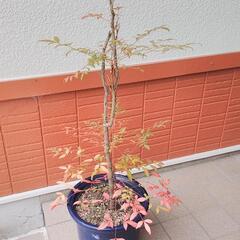 南天の木（鉢植えごと）の画像