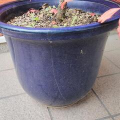 南天の木（鉢植えごと）の画像