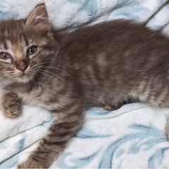 生後2ヶ月ぐらいの子猫♡