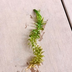 水草　アナカリスの画像