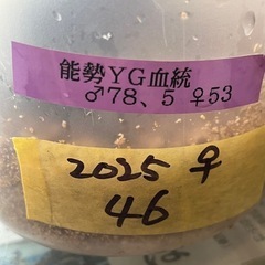 ②能勢YG ♀46mm単品　新成虫 の画像