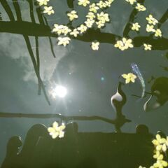 めだか　サボラメ　5匹の画像
