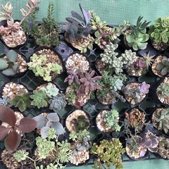 Ａ多肉植物35苗セット
の画像