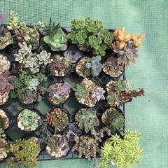 Ａ多肉植物35苗セット
の画像