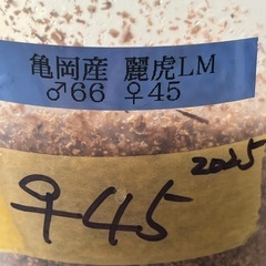 ③亀岡産　♀45mm単品　新成虫の画像