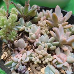 多肉植物　ちび苗いっぱいの画像
