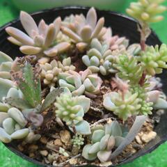 多肉植物　ちび苗いっぱいの画像