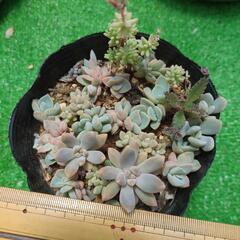 多肉植物　ちび苗いっぱいの画像