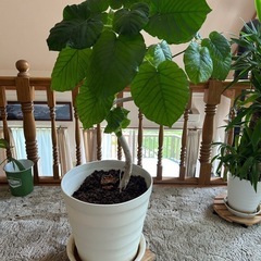 観葉植物　ウンベラータ