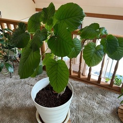 観葉植物　ウンベラータの画像