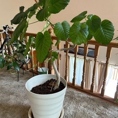 観葉植物　ウンベラータの画像