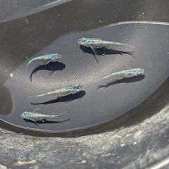 (受付停止)メダカ　サファイア　5匹⑤の画像