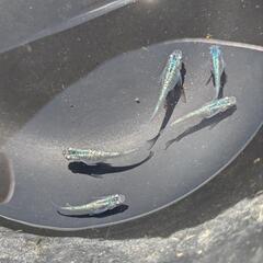 (受付停止)メダカ　サファイア　5匹⑤の画像
