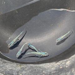(受付停止)メダカ　サファイア　5匹⑤の画像