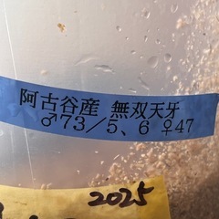④阿古谷産　♀43mm単品　新成虫の画像