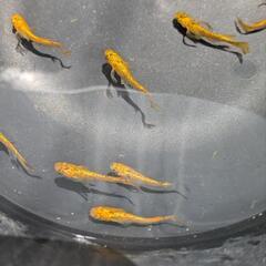 (受付停止)メダカ　サンシャイン　5匹の画像