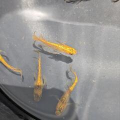 (受付停止)メダカ　サンシャイン　5匹の画像