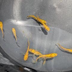 (受付停止)メダカ　サンシャイン　5匹の画像