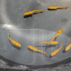 (受付停止)メダカ　サンシャイン　5匹の画像