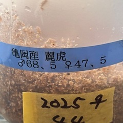 ⑤亀岡産　♀44mm単品　新成虫の画像