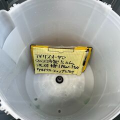【リサイクルショップ ピカソ 小松原】🎉分解洗浄済み✨アイリスオーヤマ 全自動洗濯機 5.0kg IAW-T504（2023年製）🌟✨🎉★2140★の画像