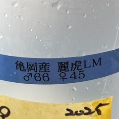 ⑥亀岡産　♀42mm単品　新成虫の画像