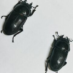 レッドアイホペイオオクワガタペア＋2メスの計4匹（同腹）＋ヘラクレスリッキー初令〜2令初期幼虫2頭セット（ヘラクレスオオカブト）の画像