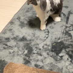 ホーランドロップ