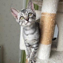 人懐っこい美猫ちゃんです❤️