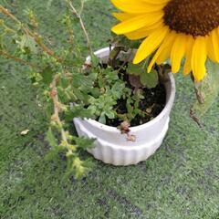 ヒマワリと多肉植物の画像
