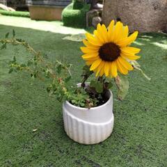 ヒマワリと多肉植物の画像