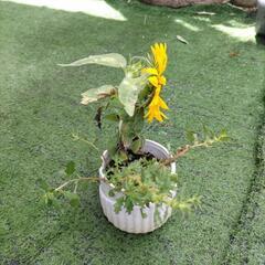 ヒマワリと多肉植物の画像