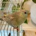 ランキングキーワードに紐づく投稿画像-インコ