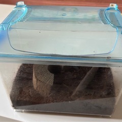 クワガタあげますの画像