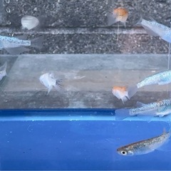 #52 ラメメダカ （サファ王＝サファイア×ラメ王 ）　10匹¥2,000
の画像