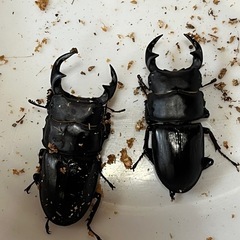 【商談中】オオクワガタ♂2匹セット　新成虫の画像