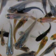決まりました。ミックスメダカ　幼魚20匹(1.5cm前後)  ①の画像