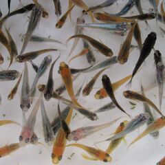 決まりました。ミックスメダカ　幼魚20匹(1.5cm前後)  ①の画像