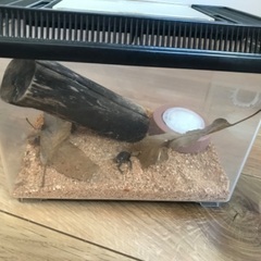 【受け渡し予定済】金魚、飼育してくださる方の画像