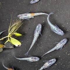 ラディウスメダカ稚魚幼魚の画像
