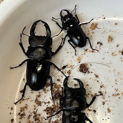 【決まりました】オオクワガタ♂3匹セットの画像