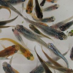 決まりました。ミックスメダカ　幼魚20匹(1.5cm前後)  ①の画像