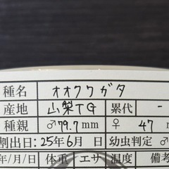 【幼虫】オオクワガタ 4匹の画像