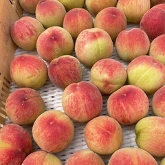 朝採り　桃　笛吹市産　6kg ご家庭用　①の画像