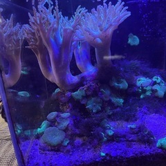 海水魚の水槽及び生体一式の画像