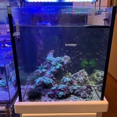 海水魚の水槽及び生体一式の画像
