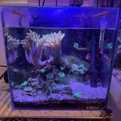 海水魚の水槽及び生体一式の画像