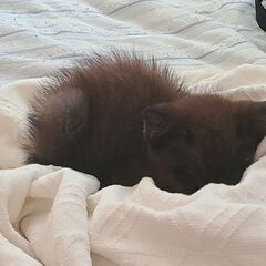 子猫の引き取り募集