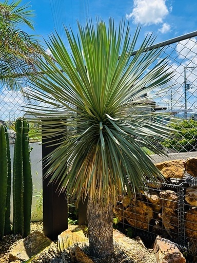 美株 ユッカ ロストラータ