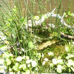 メダカ水槽・メダカ・水草一式の画像